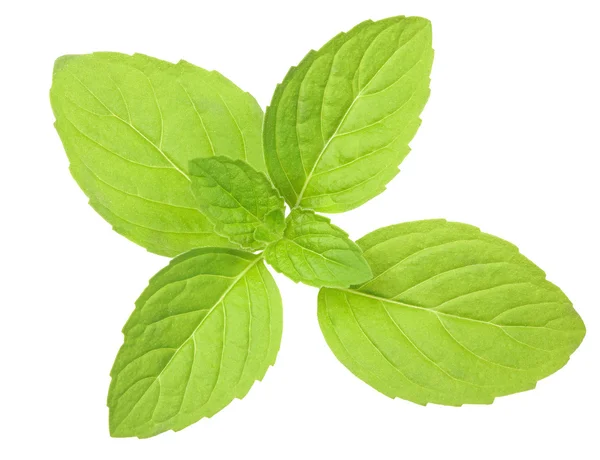 Liście na białym tle mięty zielonej — Zdjęcie stockowe