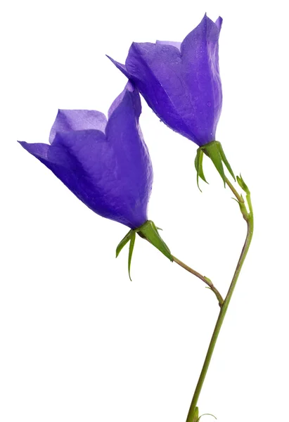 Two blue campanula flowers on white — Stock Photo, Image
