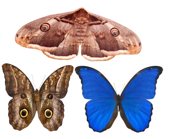 Trzy duże motyle na białym tle — Zdjęcie stockowe