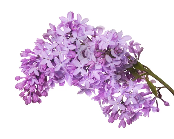 白色上郁郁葱葱的紫丁香花分公司 — 图库照片