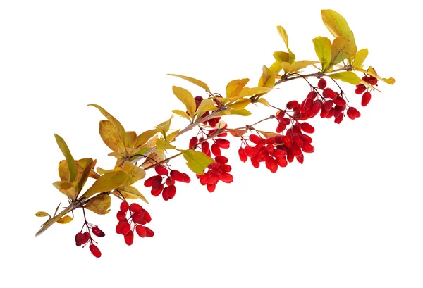 Red berberries branch on white — Stock Photo, Image