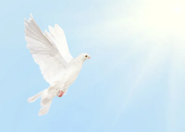 Valkoinen kyyhkynen lentää sinisellä taivaalla auringon kanssa — kuvapankkivalokuva