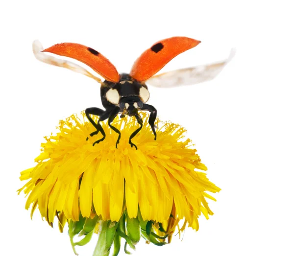 Yellow bright dandelion and red ladybird — Stock Photo, Image