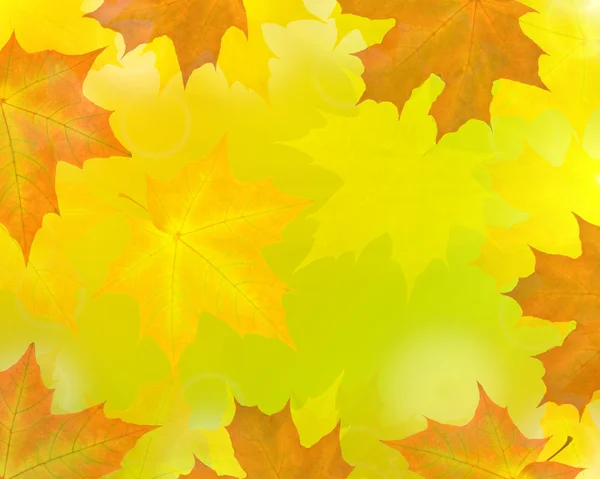 Golden maple leaves abstract background — Stock Photo, Image