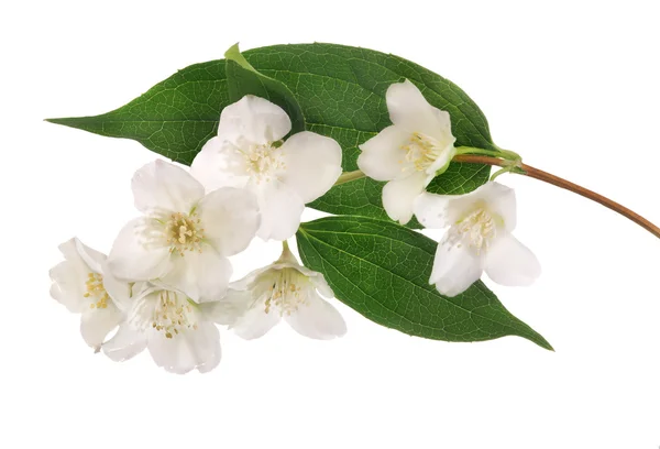 Sju jasmin blommor på gröna blad — Stockfoto