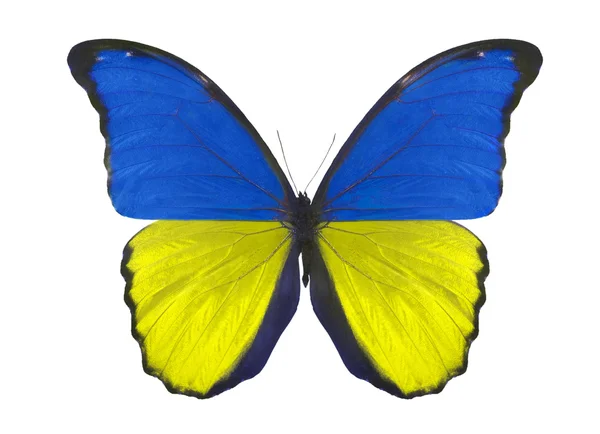 Schmetterling in ukrainischen Flaggenfarben — Stockfoto