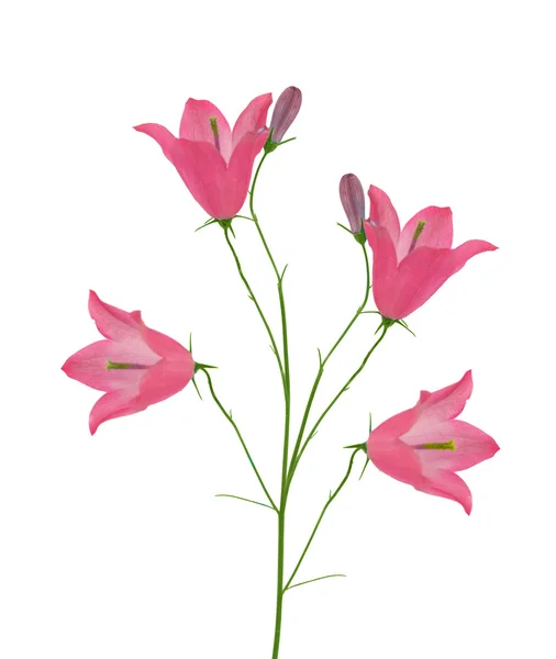 Light pink isolated four bellflowers — Stock Photo, Image