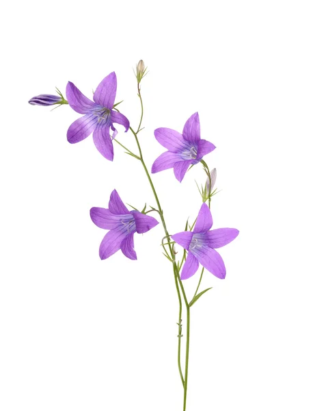 Blüten der violetten Glockenblume isoliert auf weiß — Stockfoto