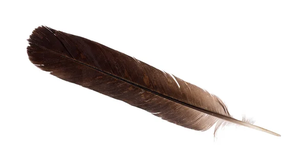 Singke isolated dark crow feather — Stock Photo, Image