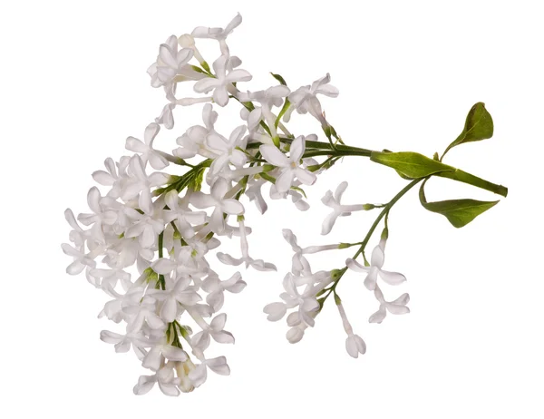 Υποκατάστημα απομονωμένες λευκό λιλά λουλούδι — Φωτογραφία Αρχείου