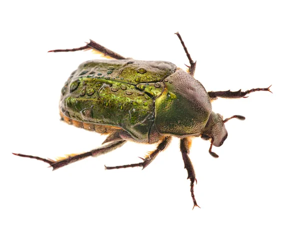 Groene bug in druppels — Stockfoto