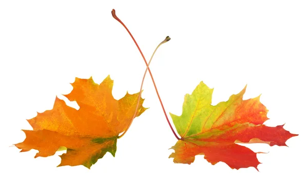 Two multicolor autumn maple leaves — Stock Photo, Image