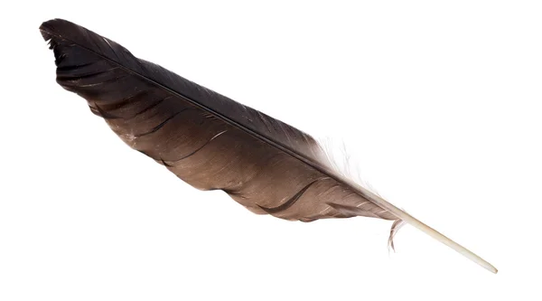 Singke isolated black crow feather — Stock Photo, Image