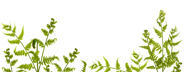 Verde izolat pe ramuri de ferigă albă — Fotografie, imagine de stoc