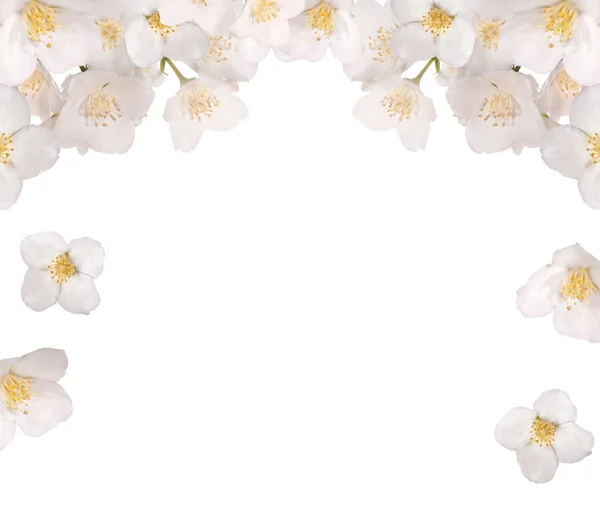 Jasminblüten halbrahmen isoliert auf weiß — Stockfoto