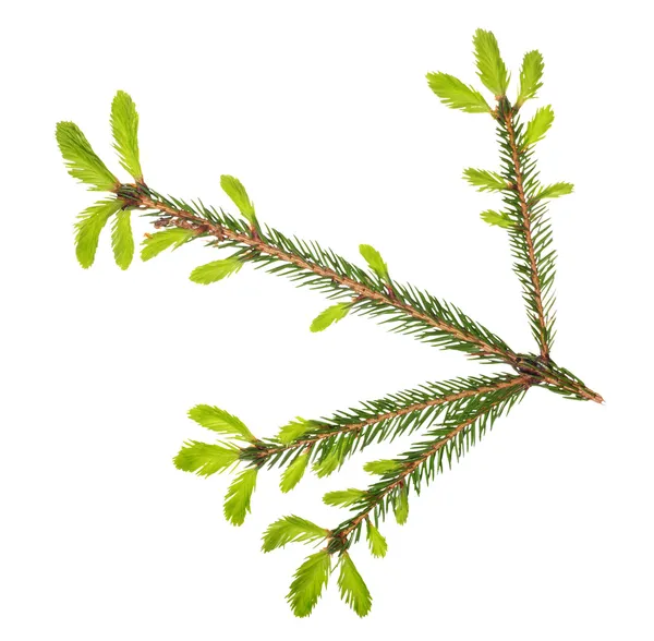 Isolated spring fir green branch — Stock Photo, Image