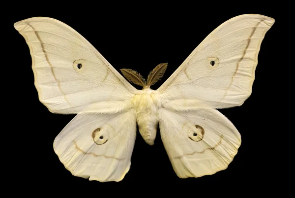 Licht beige vlinder geïsoleerd op zwart — Stockfoto