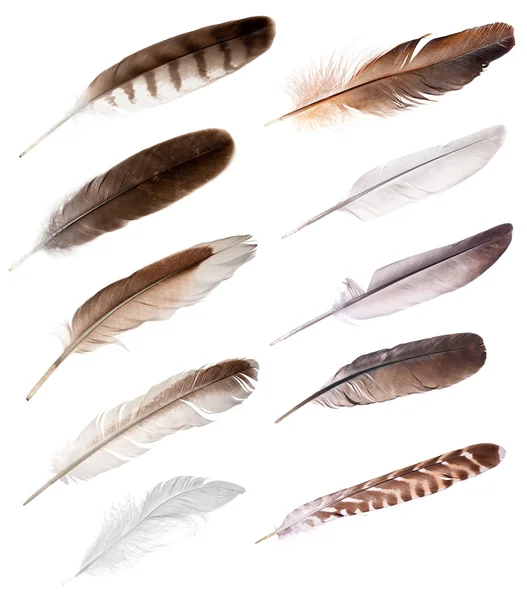 Dix plumes d'oiseaux différents — Photo