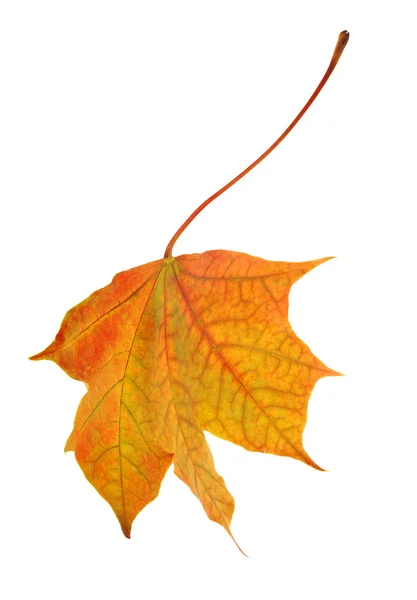 Einzelne orange isolierte Herbst-Ahornblatt — Stockfoto