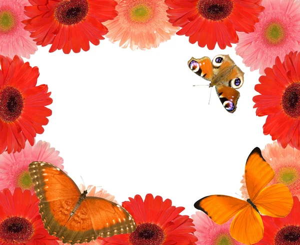 Gerbera Blumen umrahmen mit drei Schmetterlingen — Stockfoto