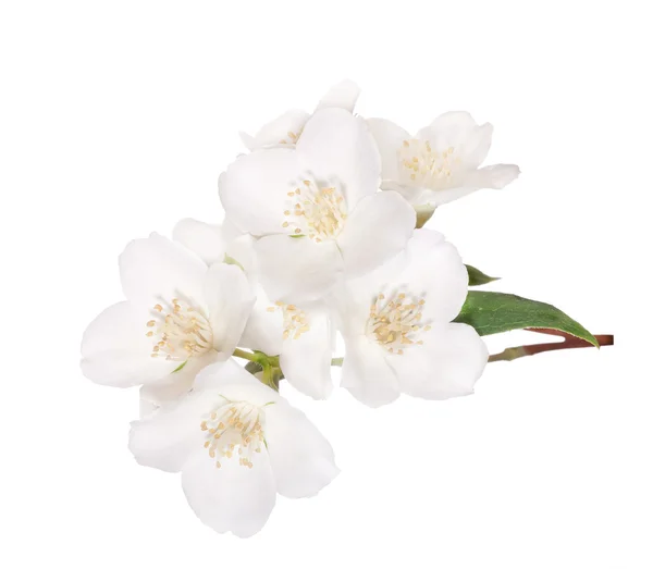 Eight flowers on jasmine branch — Stock Photo, Image