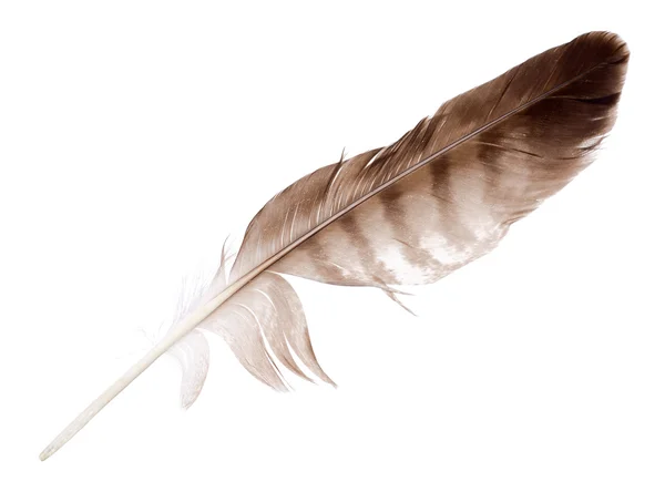 Pestrý orlí pírko izolované na bílém — Stock fotografie