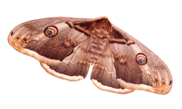Bruin keizer nachtvlinder geïsoleerd op wit — Stockfoto