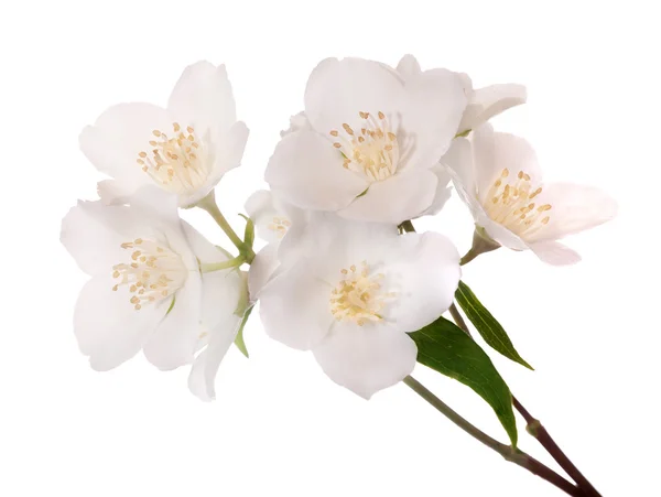 Large white jasmine flowers — Stock Photo, Image