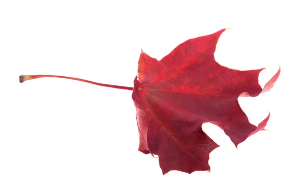 Une seule feuille d'érable rouge foncé d'automne sur blanc — Photo