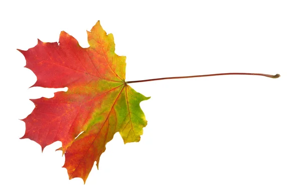 Single multicolor isolated autumn maple leaf — Stockfoto