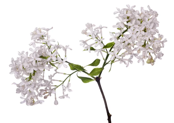 Flores lilás brancas isoladas — Fotografia de Stock