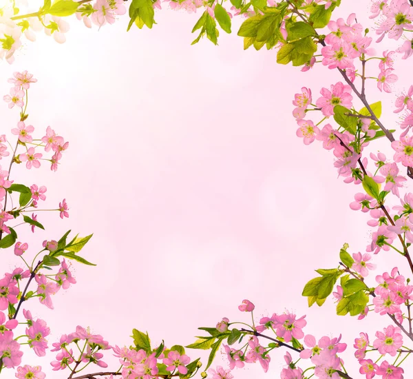 cherry-tree flowers frame on pink