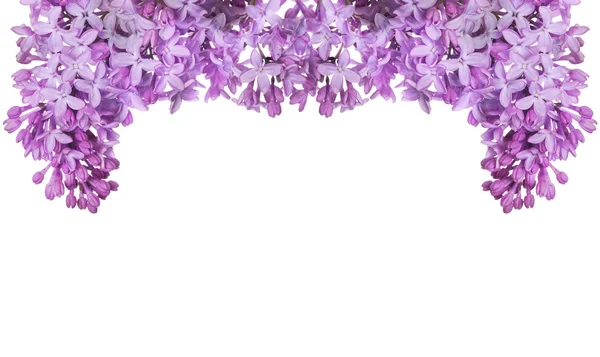 Lush lilac flower half frame on white — Stock Photo, Image