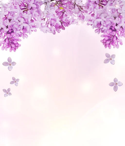 Lush lilac flowers half frame decoration — Stock Photo, Image