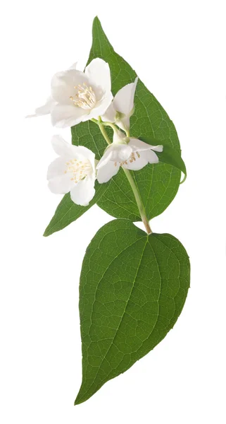 Jasmijn witte bloemen op donkergroene bladeren — Stockfoto