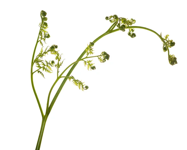 Bahar yeşil genç izole fern Şubesi — Stok fotoğraf