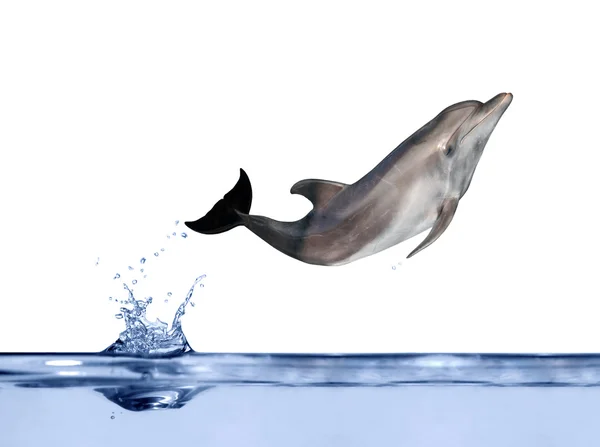 Elszigetelt delfin víz felett jumping — Stock Fotó
