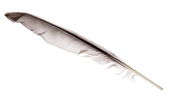 Pena de pombo cinzenta escura isolada sobre branco — Fotografia de Stock