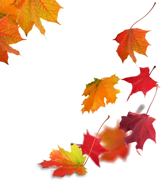 Falling multicolor maple leaves on white — Stock Photo, Image