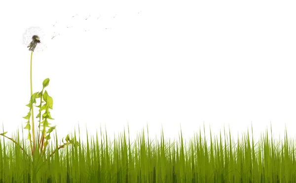 Старый одуванчик в зеленой траве на белом — стоковое фото