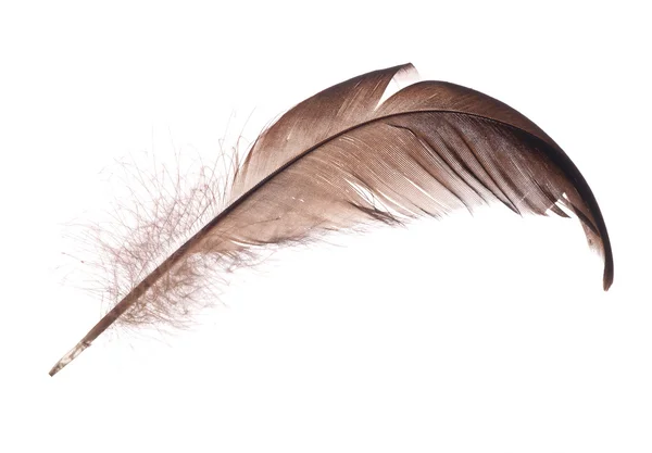 Single isolated dark brown feather — Stock Photo, Image