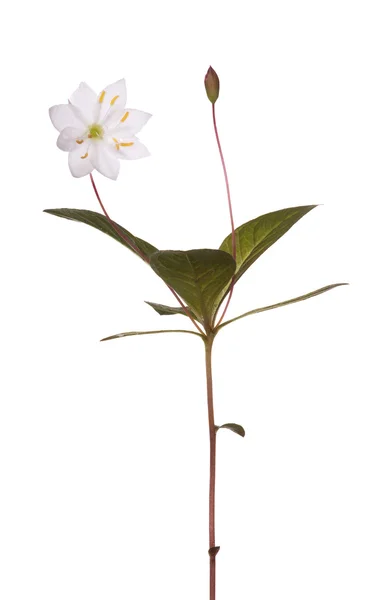 Студія ізольована маленька дика квітка — стокове фото