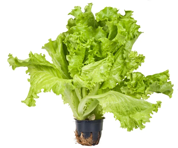 Grön sallad på vit bakgrund — Stockfoto