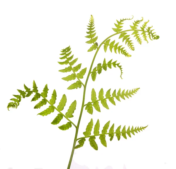 Spring green new fern on white — Stock Photo, Image