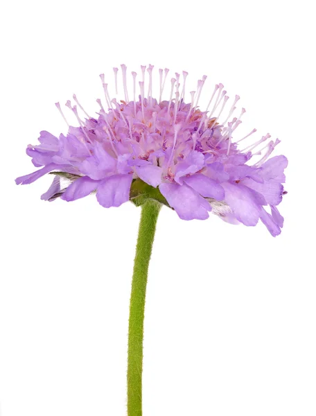 Небольшой светло-лиловый цветок, изолированный на белом — стоковое фото