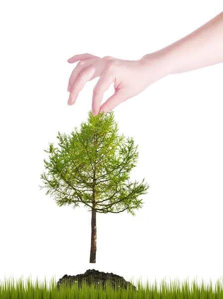 Mano sosteniendo pequeño árbol verde — Foto de Stock