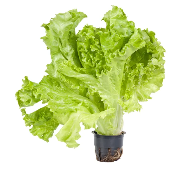 Grüner Salat isoliert auf weißem — Stockfoto