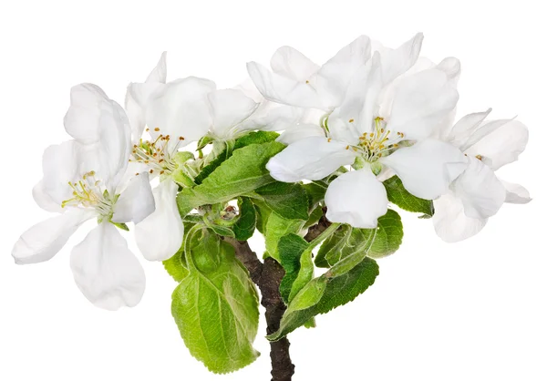 リンゴの木を分離した白い花 — ストック写真