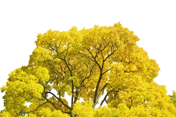 Zlatý javor větve izolované na bílém — Stock fotografie