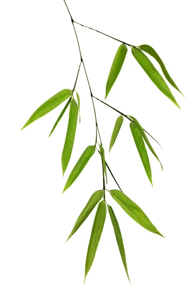 Green bamboo branch isolated on white — Stock Photo, Image